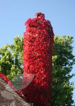 Parthenocissus Tricuspidata 'Veitchii' 11 Parthenocissus Tricuspidata 'Veitchii' -plant store pl1000001556 card5 lg