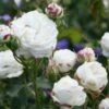 Rosa 'Boule De Neige' 2 Rosa 'Boule De Neige' -plant store pl2000002339
