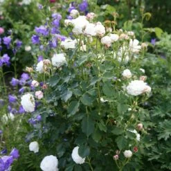 Featured Products -plant store pl2000002339 card2 lg