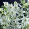 Clematis × Cartmanii 'Joe' -plant store pl2000002726