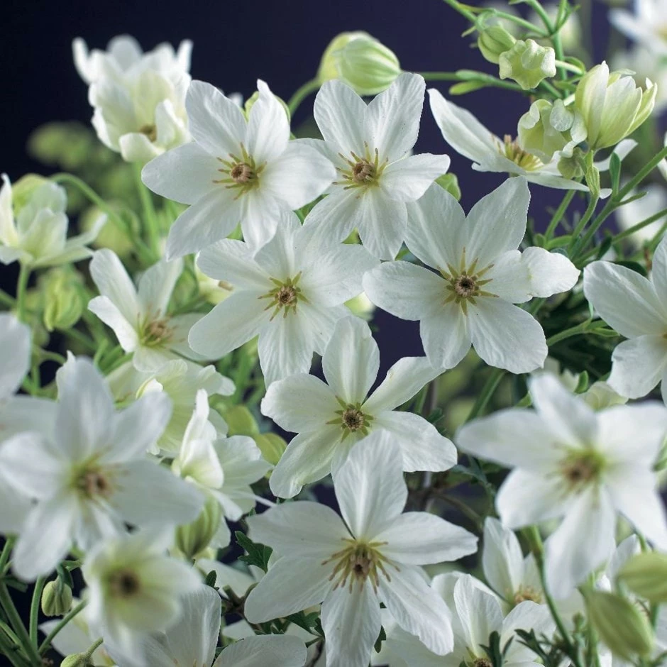 Clematis × Cartmanii 'Joe' 3 Clematis × Cartmanii 'Joe'