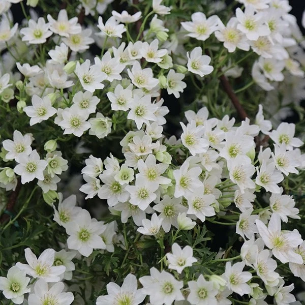 Clematis × Cartmanii 'Joe' 4 Clematis × Cartmanii 'Joe' - Image 2