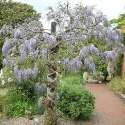 Wisteria Floribunda 'Domino' 7 Wisteria Floribunda 'Domino' -plant store pl2000002750 card3 lg