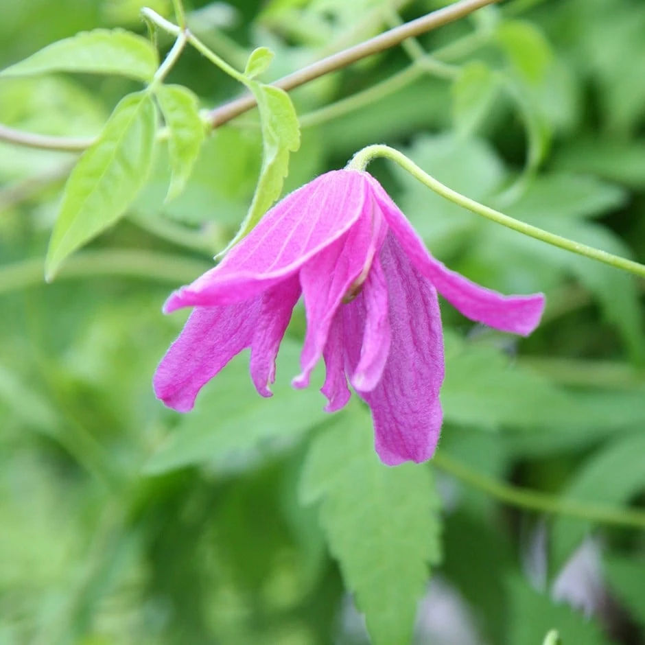 Clematis 'Constance' 3 Clematis 'Constance'