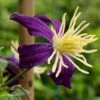 Clematis × Aromatica 1 Clematis × Aromatica -plant store pl2000002947
