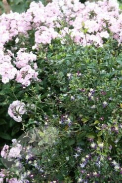 Clematis × Aromatica 7 Clematis × Aromatica -plant store pl2000002947 card4 lg