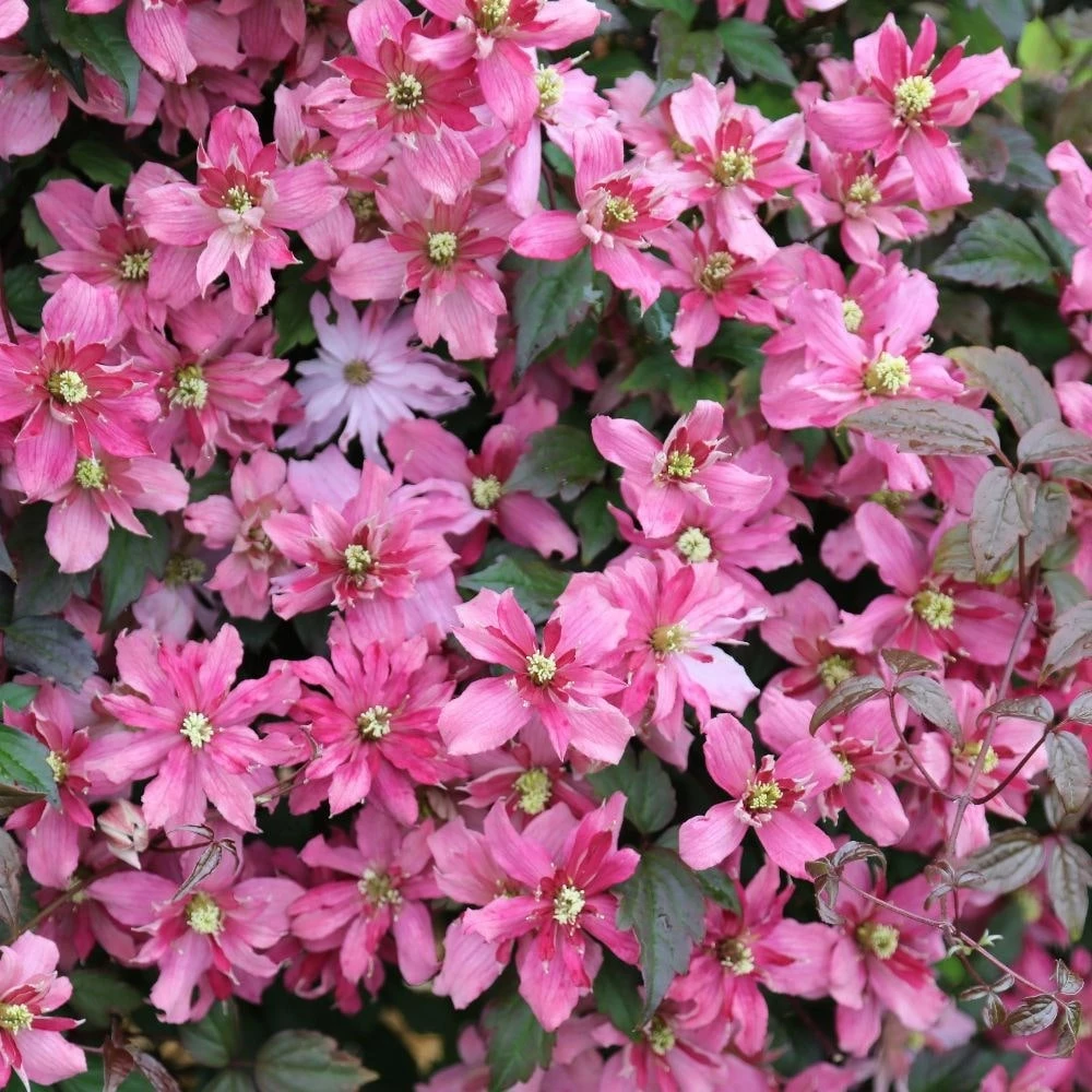 Clematis 'Broughton Star' 4 Clematis 'Broughton Star' - Image 2