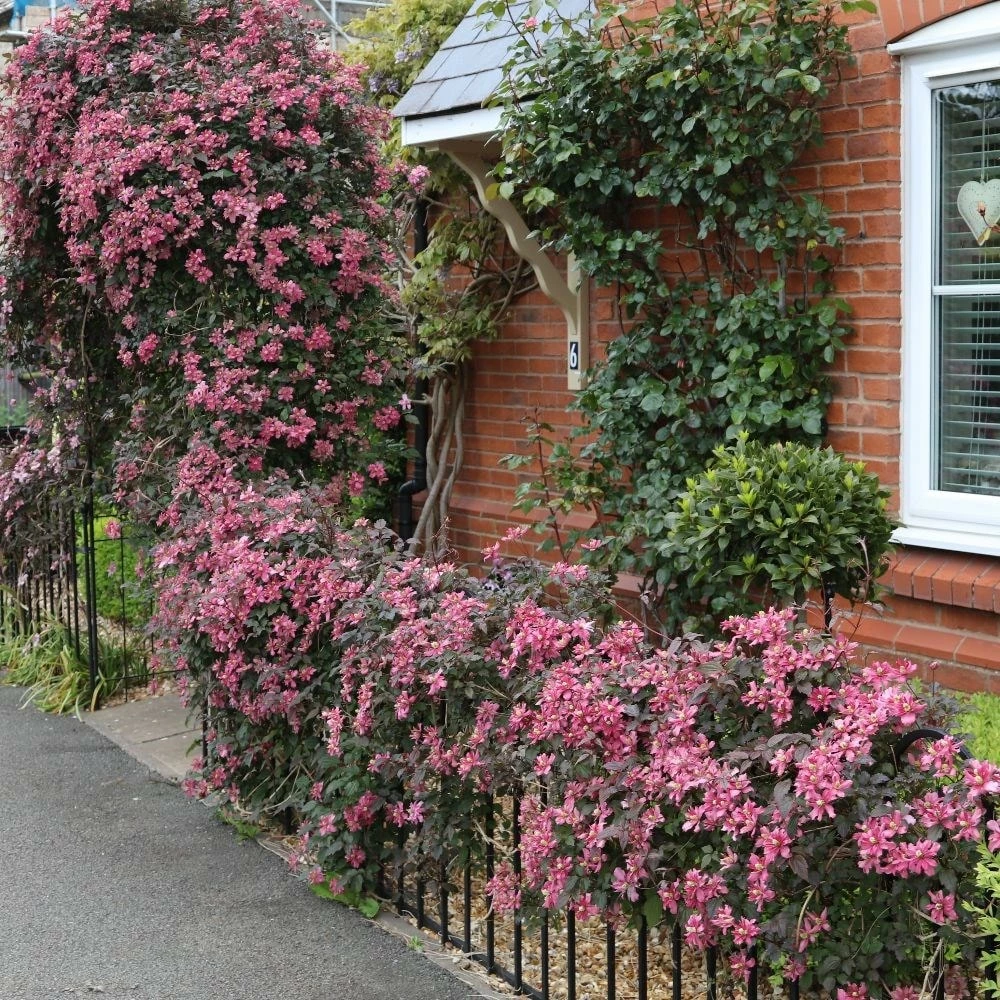Clematis 'Broughton Star' 5 Clematis 'Broughton Star' - Image 3