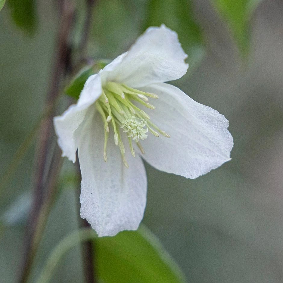 Clematis Cirrhosa 'Jingle Bells' 3 Clematis Cirrhosa 'Jingle Bells'