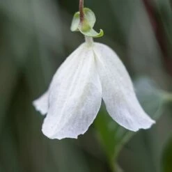 Clematis Cirrhosa 'Jingle Bells' 6 Clematis Cirrhosa 'Jingle Bells' -plant store pl2000003353 card2 lg