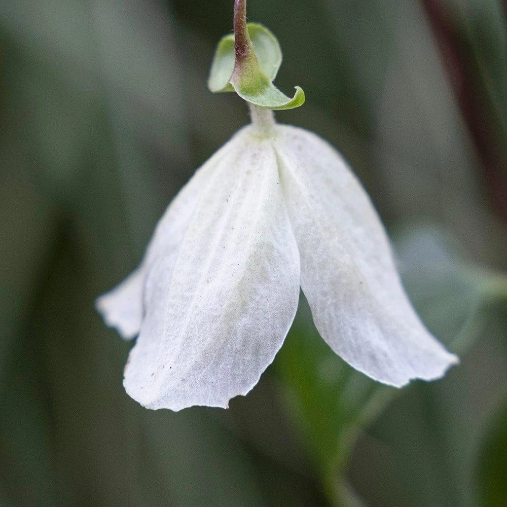 Clematis Cirrhosa 'Jingle Bells' 4 Clematis Cirrhosa 'Jingle Bells' - Image 2