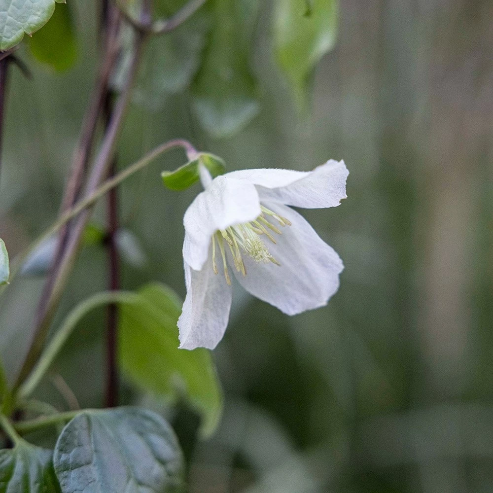 Clematis Cirrhosa 'Jingle Bells' 5 Clematis Cirrhosa 'Jingle Bells' - Image 3