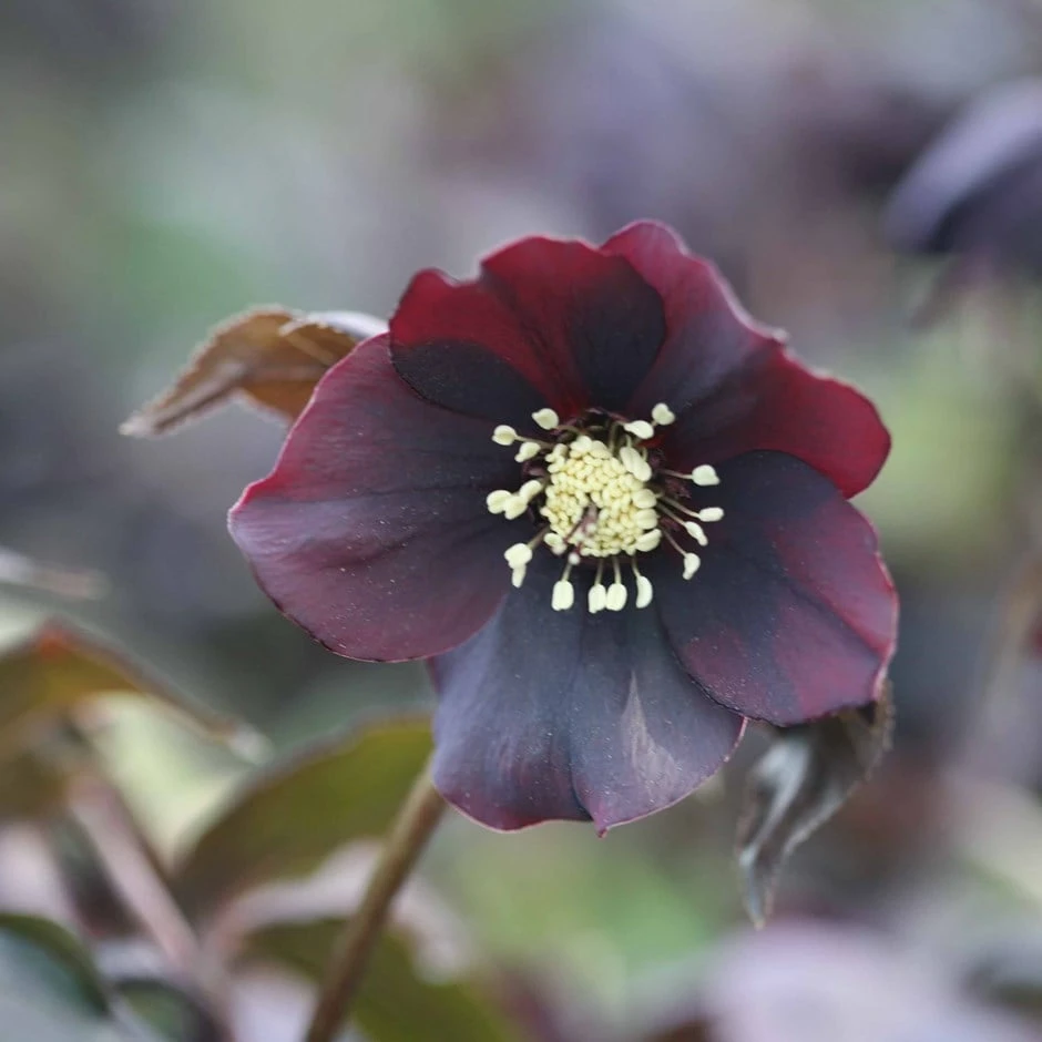 Helleborus × Hybridus 'Harvington Shades Of The Night' 3 Helleborus × Hybridus 'Harvington Shades Of The Night'