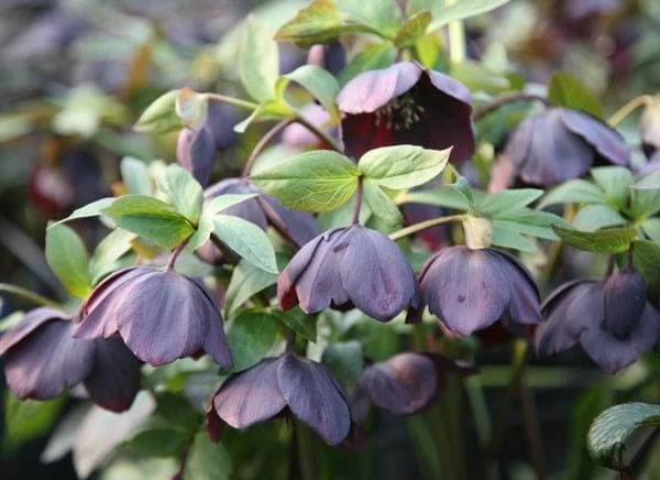Helleborus × Hybridus 'Harvington Shades Of The Night' 4 Helleborus × Hybridus 'Harvington Shades Of The Night' - Image 2