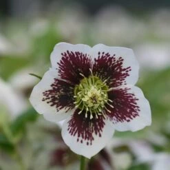Featured Products 14 Helleborus × Hybridus Harvington White Speckled