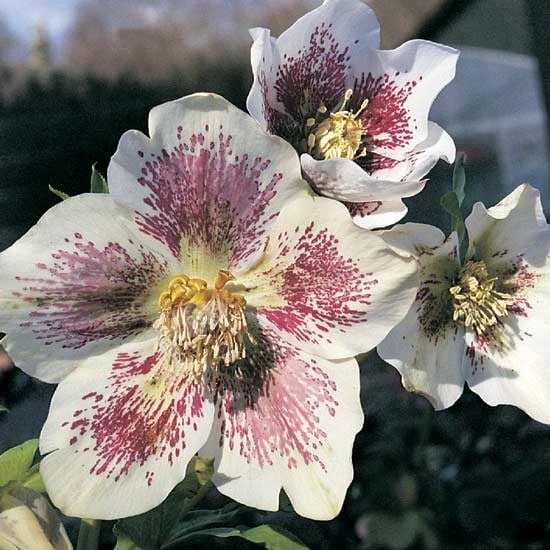 Helleborus × Hybridus Harvington White Speckled 4 Helleborus × Hybridus Harvington White Speckled - Image 2