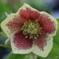 Helleborus × Hybridus Harvington Yellow Speckled
