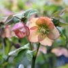Helleborus × Hybridus Harvington Apricot 1 Helleborus × Hybridus Harvington Apricot -plant store pl2000003697