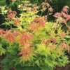 Acer Palmatum 'Orange Dream' 1 Acer Palmatum 'Orange Dream' -plant store pl2000004371