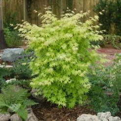 Featured Products -plant store pl2000004371 card2 lg