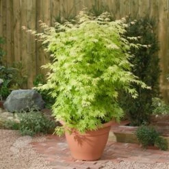 Acer Palmatum 'Orange Dream' -plant store pl2000004371 card3 lg