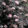 Sambucus Nigra F. Porphyrophylla 'Eva' (PBR) 1 Sambucus Nigra F. Porphyrophylla 'Eva' (PBR) -plant store pl2000004449