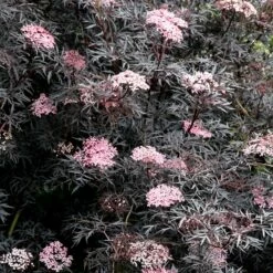 Sambucus Nigra F. Porphyrophylla 'Eva' (PBR)