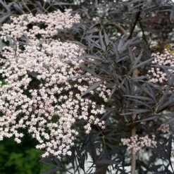 Sambucus Nigra F. Porphyrophylla 'Eva' (PBR) -plant store pl2000004449 card10 lg
