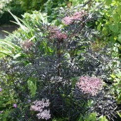 Sambucus Nigra F. Porphyrophylla 'Eva' (PBR) -plant store pl2000004449 card5 lg