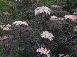 Sambucus Nigra F. Porphyrophylla 'Eva' (PBR) -plant store pl2000004449 card6 lg