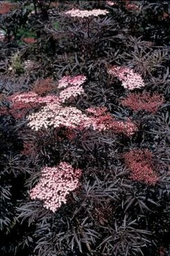 Sambucus Nigra F. Porphyrophylla 'Eva' (PBR) -plant store pl2000004449 card7 lg