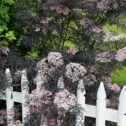 Sambucus Nigra F. Porphyrophylla 'Eva' (PBR) -plant store pl2000004449 card9 lg