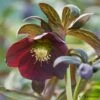 Helleborus × Hybridus Harvington Smokey Blues 1 Helleborus × Hybridus Harvington Smokey Blues -plant store pl2000004641