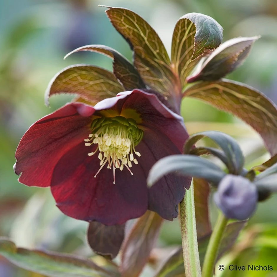 Helleborus × Hybridus Harvington Smokey Blues 3 Helleborus × Hybridus Harvington Smokey Blues