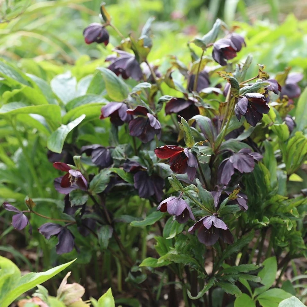 Helleborus × Hybridus Harvington Smokey Blues 4 Helleborus × Hybridus Harvington Smokey Blues - Image 2