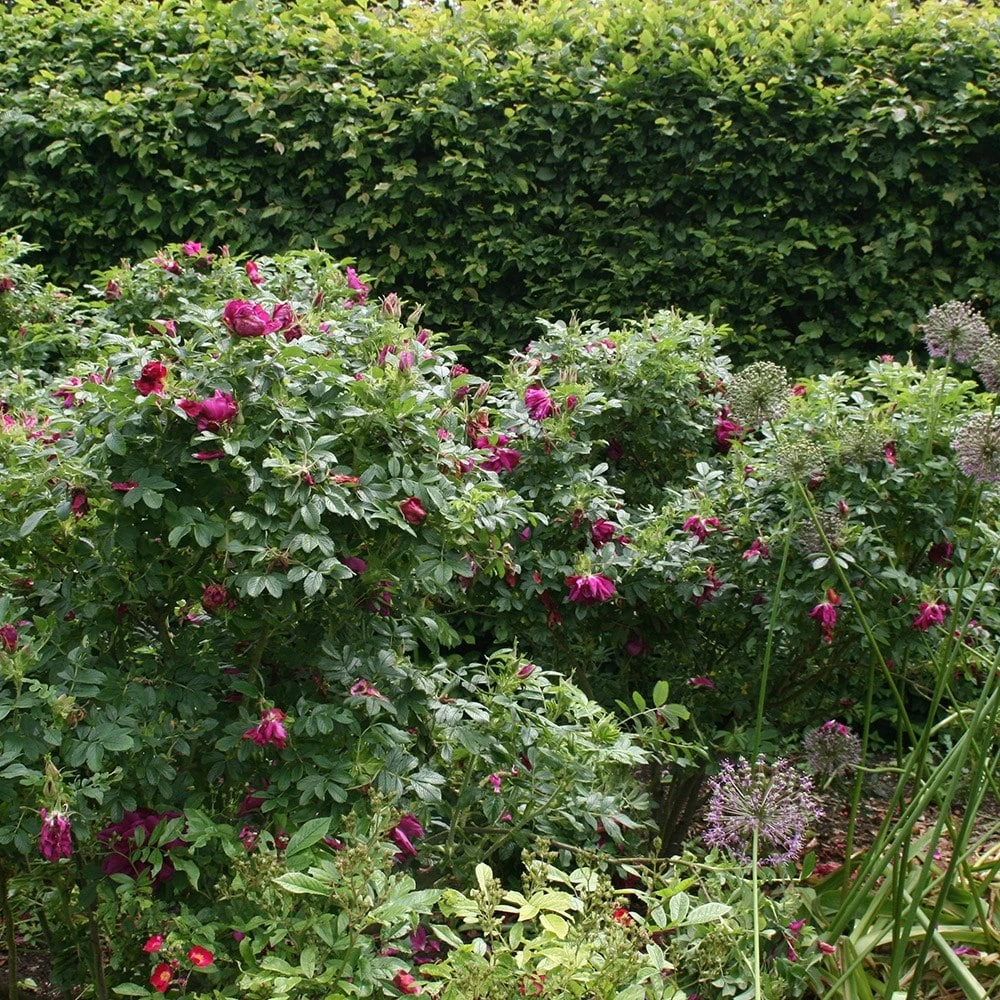 Rosa 'Roseraie De L'Haÿ' 4 Rosa 'Roseraie De L'Haÿ' - Image 2