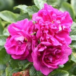 Rosa 'Roseraie De L'Haÿ' 7 Rosa 'Roseraie De L'Haÿ' -plant store pl2000004696 card3 lg