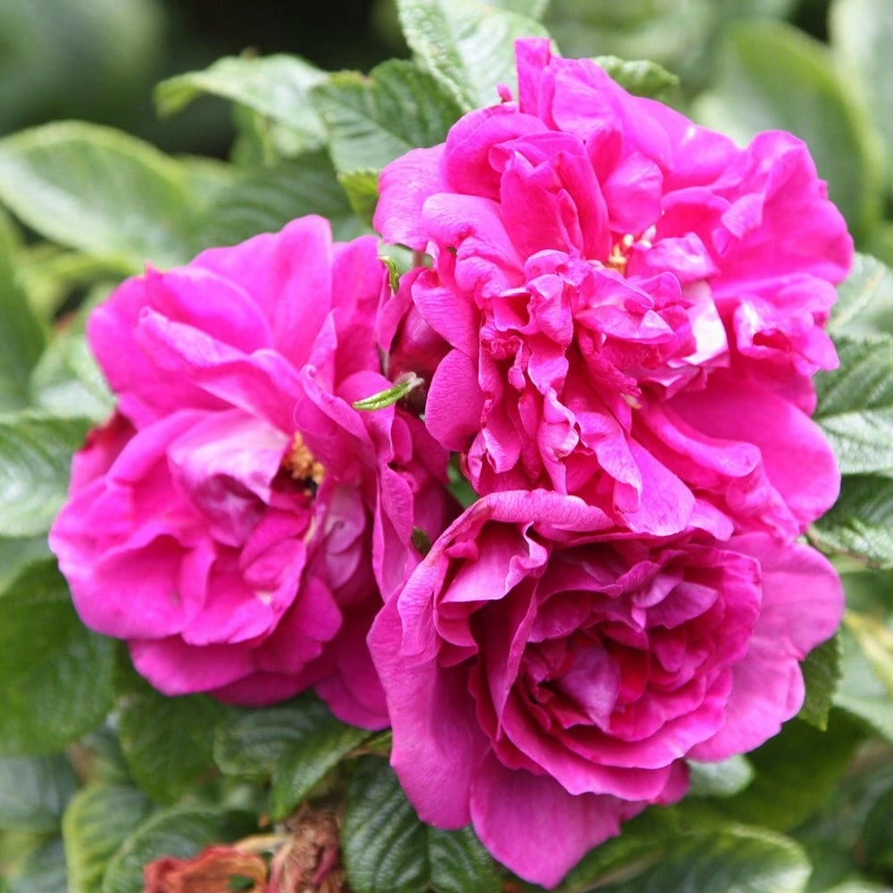 Rosa 'Roseraie De L'Haÿ' 5 Rosa 'Roseraie De L'Haÿ' - Image 3