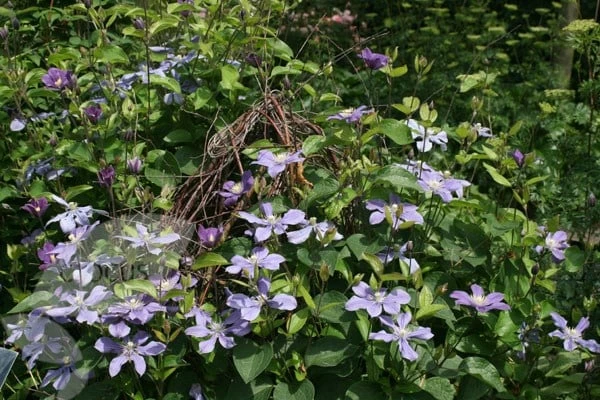 Clematis 'Arabella' 4 Clematis 'Arabella' - Image 2
