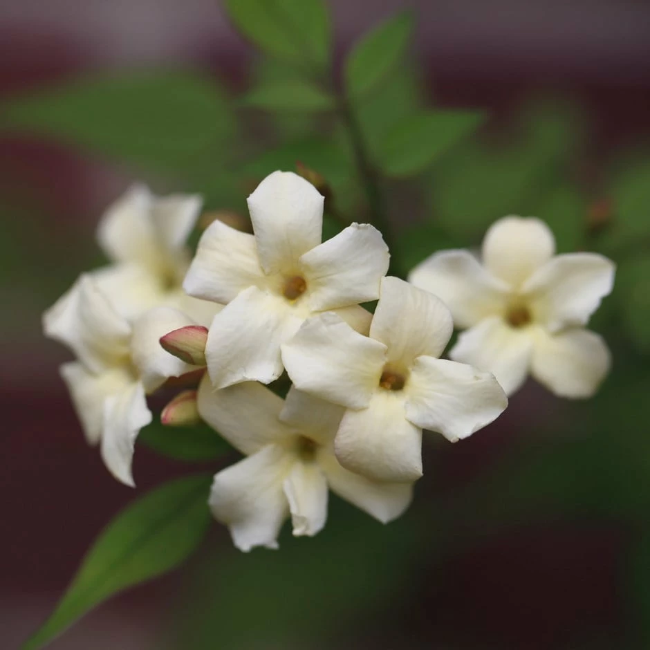 Jasminum Officinale Devon Cream (PBR) 3 Jasminum Officinale Devon Cream (PBR)