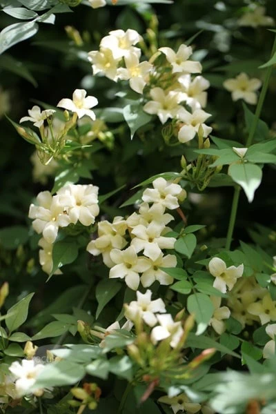 Jasminum Officinale Devon Cream (PBR) 4 Jasminum Officinale Devon Cream (PBR) - Image 2
