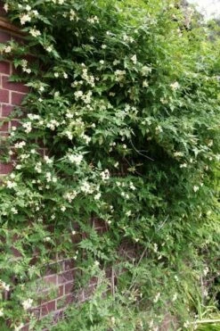 Jasminum Officinale Devon Cream (PBR) 9 Jasminum Officinale Devon Cream (PBR) -plant store pl2000004963 card3 lg