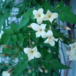 Jasminum Officinale Devon Cream (PBR) 11 Jasminum Officinale Devon Cream (PBR) -plant store pl2000004963 card5 lg