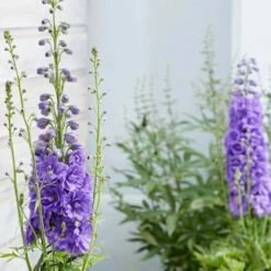 Delphinium 'Mighty Atom' -plant store pl2000005048 card2 lg