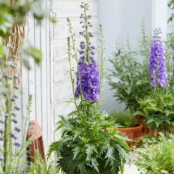Delphinium 'Mighty Atom' -plant store pl2000005048 card3 lg