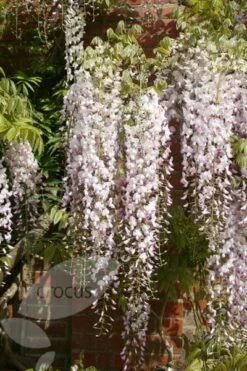 Wisteria Floribunda 'Kuchi-beni' -plant store pl2000005197 card3 lg