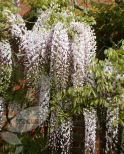 Wisteria Floribunda 'Kuchi-beni' -plant store pl2000005197 card4 lg