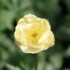 Trollius × Cultorum 'Alabaster' -plant store pl2000005308