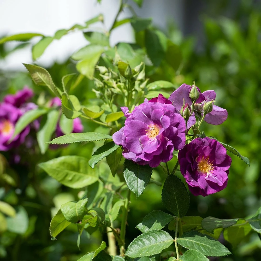 Rosa Rhapsody In Blue ('Frantasia') (PBR) 4 Rosa Rhapsody In Blue ('Frantasia') (PBR) - Image 2