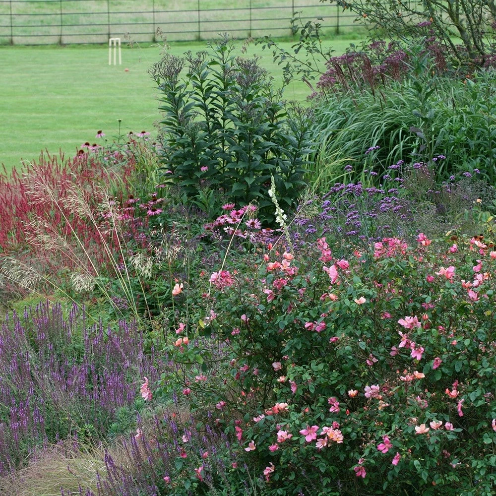 Rosa × Odorata 'Mutabilis' 4 Rosa × Odorata 'Mutabilis' - Image 2